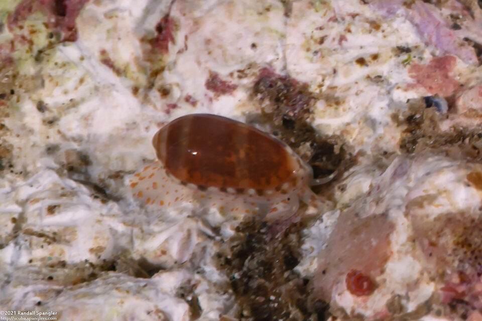 Volvarina taeniolata (Banded California Marginella)