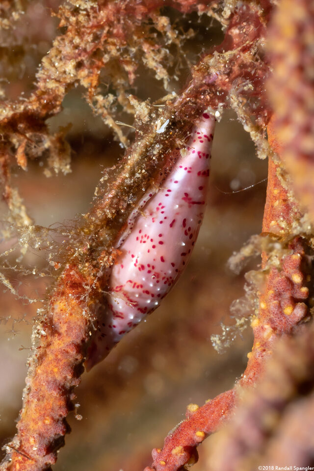 Simnia avena (Simnia)