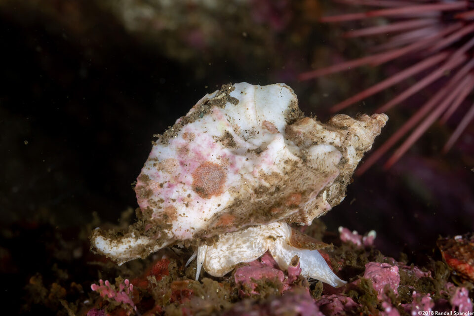 Ceratostoma foliatum (Leafy Hornmouth)