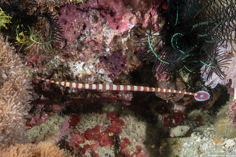 Dunckerocampus dactyliophorus (Ringed Pipefish)