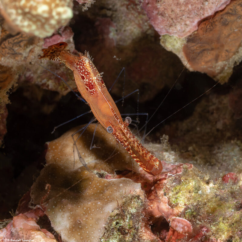 Leander plumosus (Long Nose Rock Shrimp)