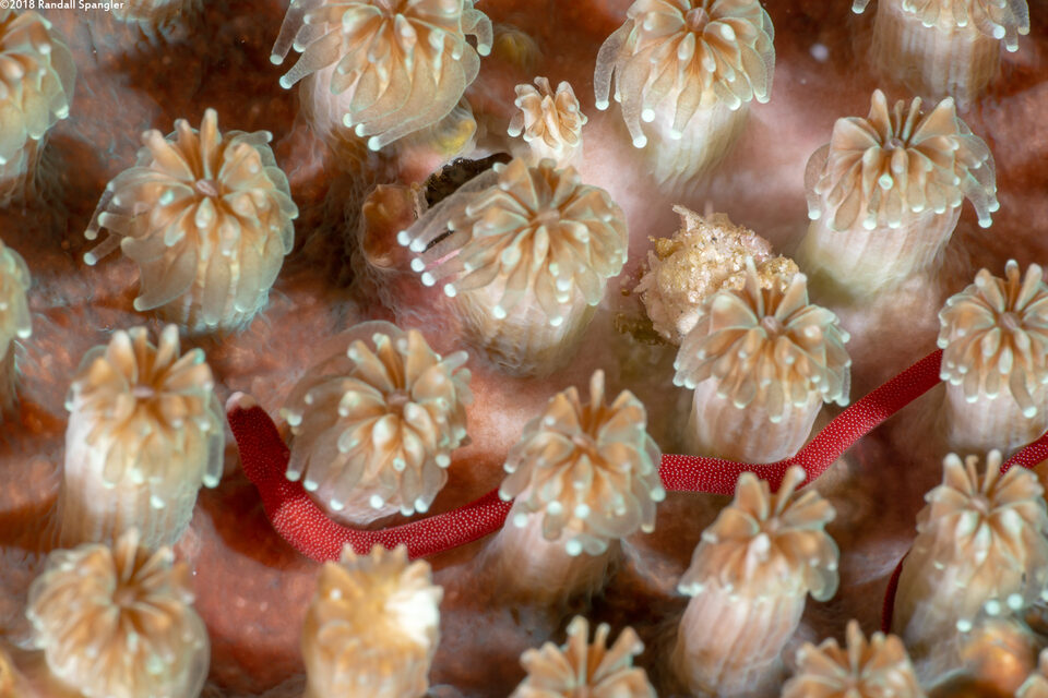 Bulbonaricus brauni (Braun's Pugheaded Pipefish)