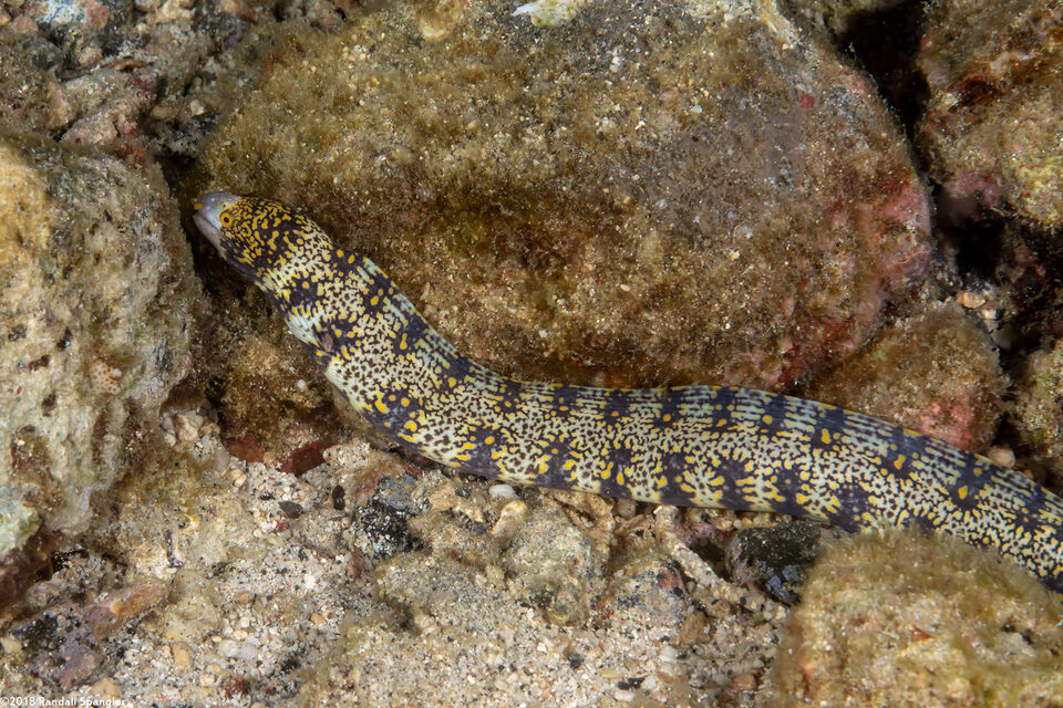 Echidna nebulosa (Snowflake Moray)