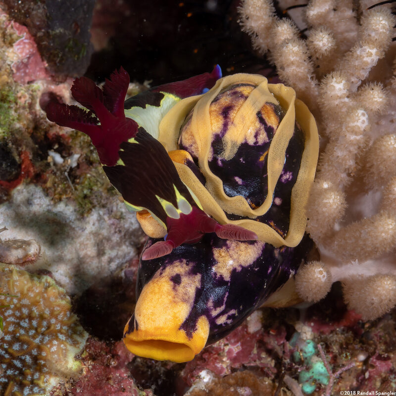 Nembrotha chamberlaini (Chamberlain's Nembrotha); Laying eggs