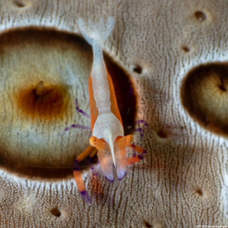 Zenopontonia rex (Emperor Shrimp)