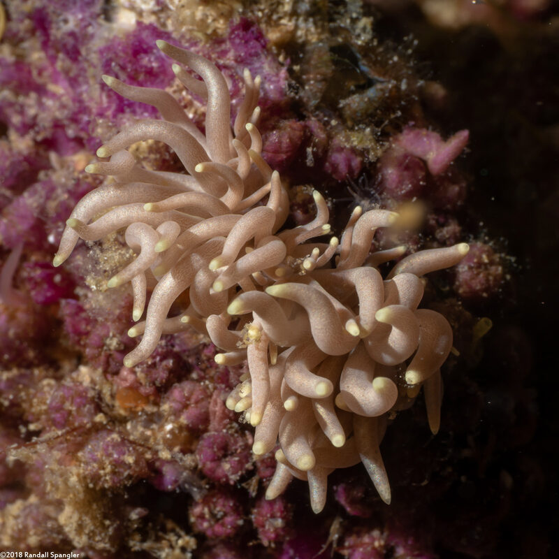 Phyllodesmium briareum (Yellow-Tipped Phyllodesmium)