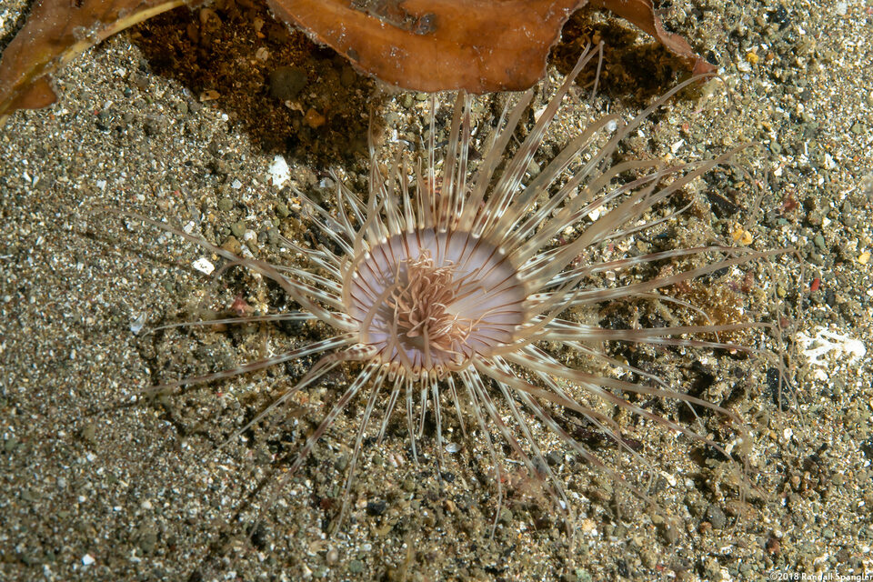 Cerianthus sp.4 (Cerianthus sp.4)