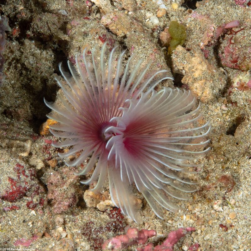 Bispira sp.2 (Bispira sp.2)