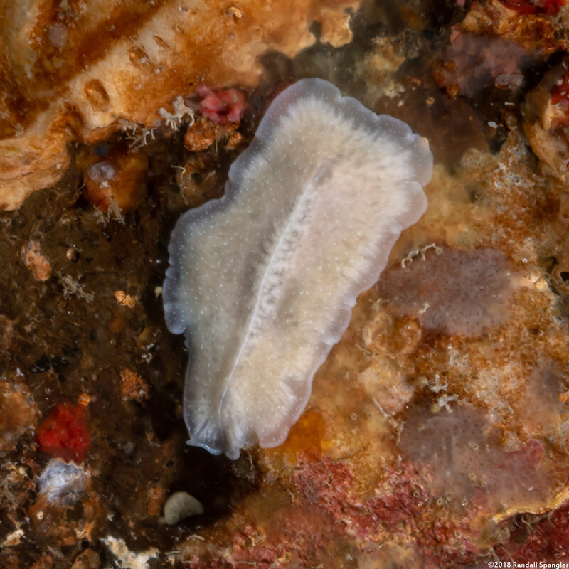 Phrikoceros sp.1 (Phrikoceros sp.1)