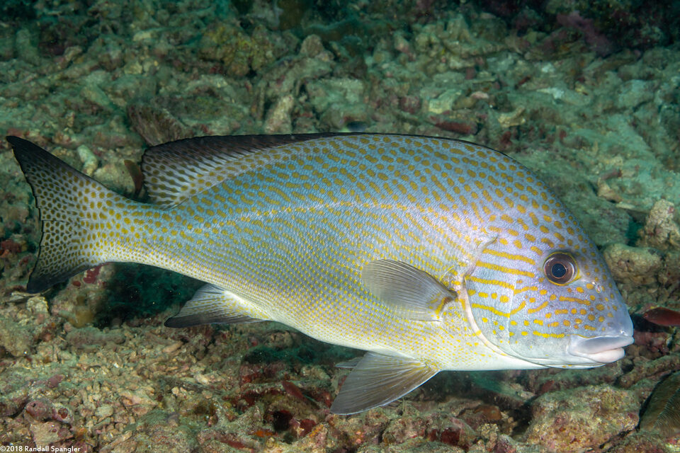 Diagramma pictum (Silver Sweetlips)