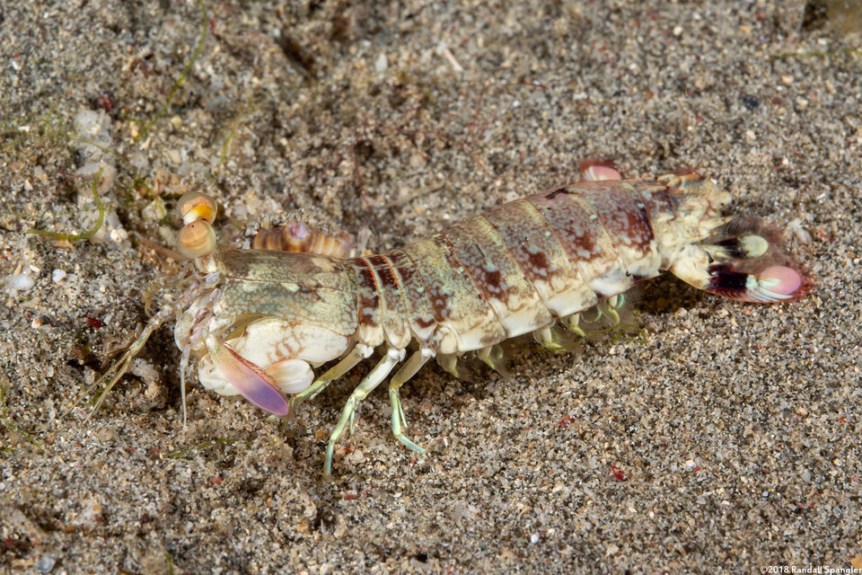 Odontodactylus latirostris (Pink-Eared Mantis)