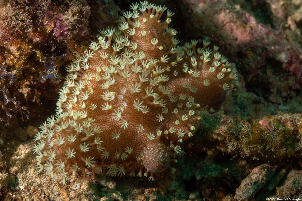 Lobophytum sp.1 (Lobophytum sp.1)