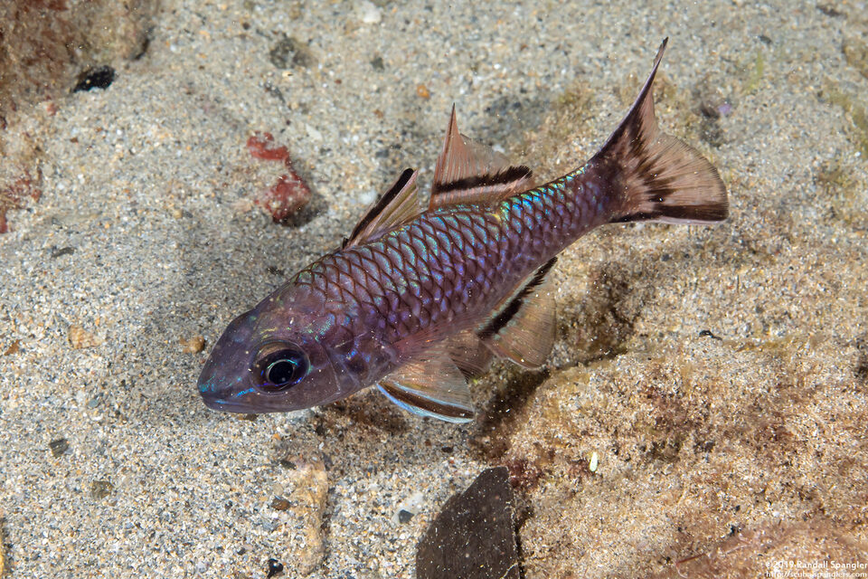 Pristiapogon taeniopterus (Bandfin Cardinalfish)