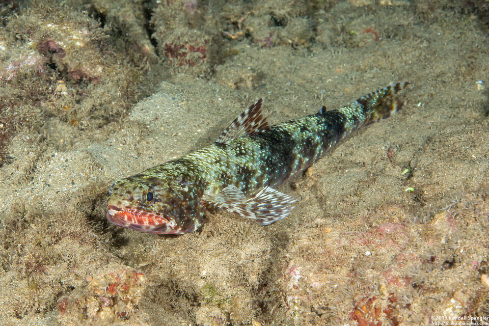 Saurida flamma (Orangemouth Lizardfish)