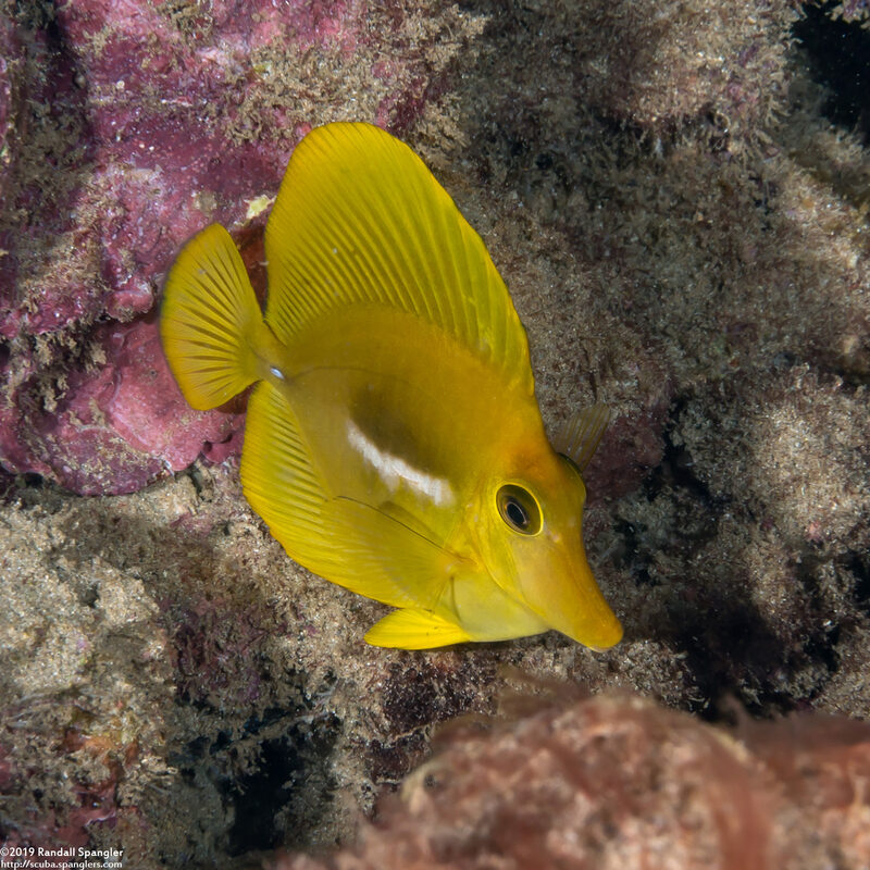 Zebrasoma flavescens (Yellow Tang)
