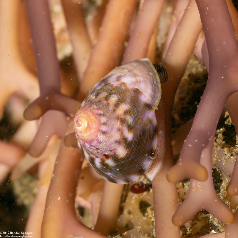 Tegula pulligo (Brown Turban Snail)