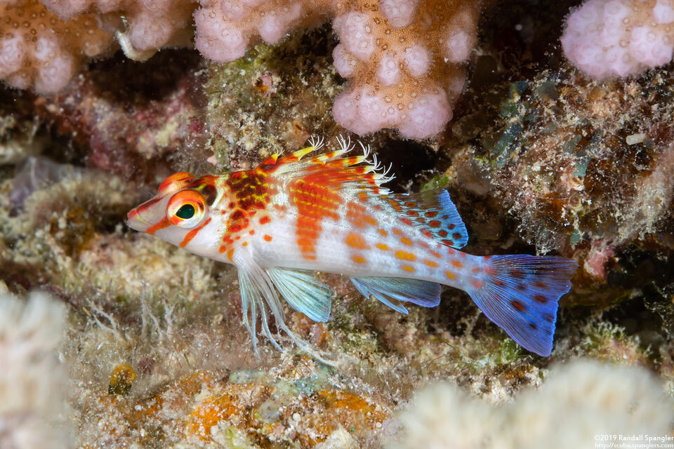 Cirrhitichthys falco (Dwarf Hawkfish)