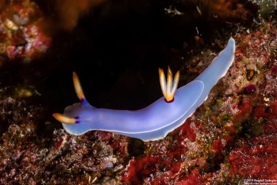 Hypselodoris bullockii (Bullock's Hypselodoris)
