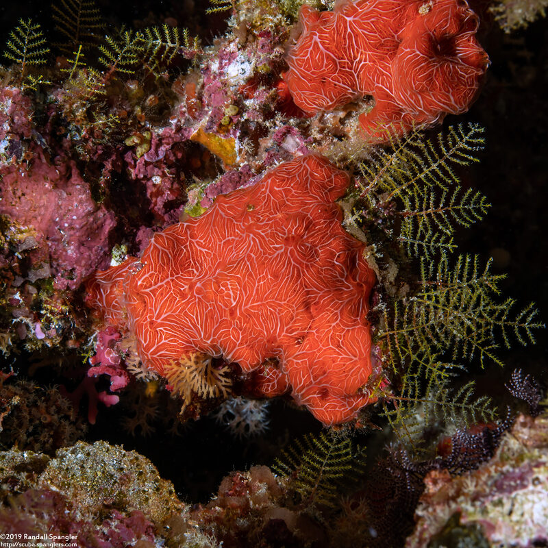 Clathria mima (Clathria Mima)