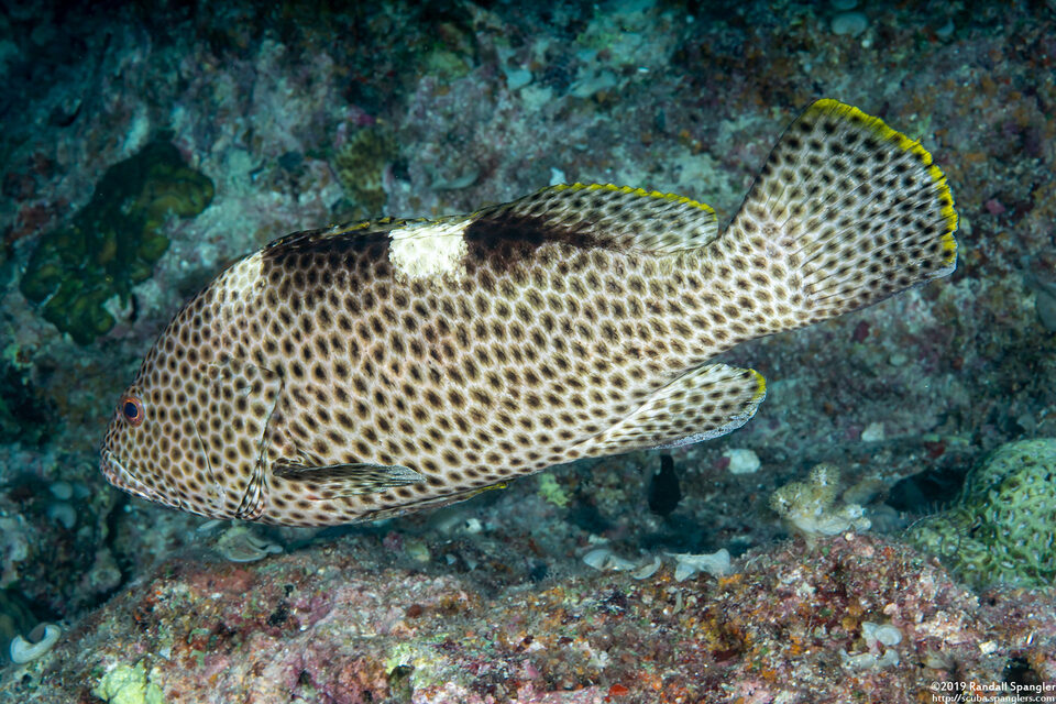 Epinephelus maculatus (Highfin Grouper)