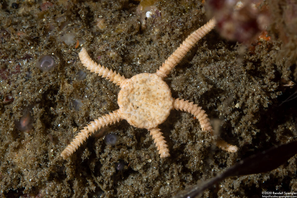 Ophioncus granulosus (Ophioncus Granulosus)