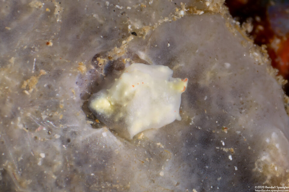 Sagaminopteron bilealbum (Sagaminopteron bilealbum)