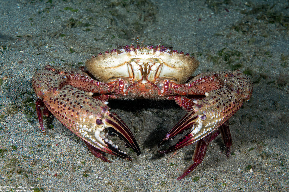 Charybdis granulata (Charybdis Granulata)