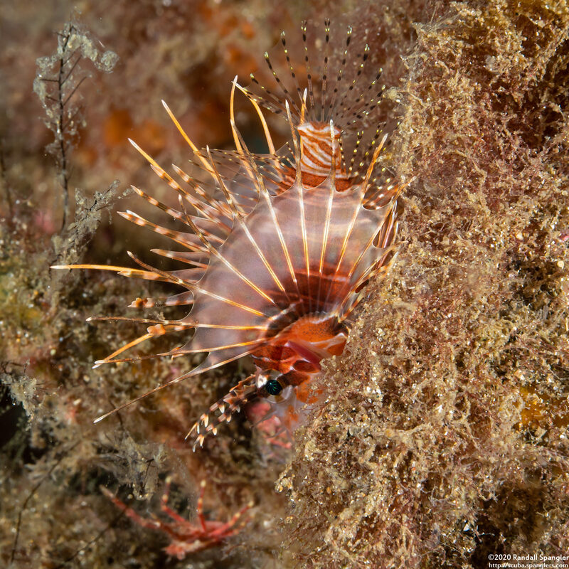 Pterois antennata (Spotfin Lionfish)