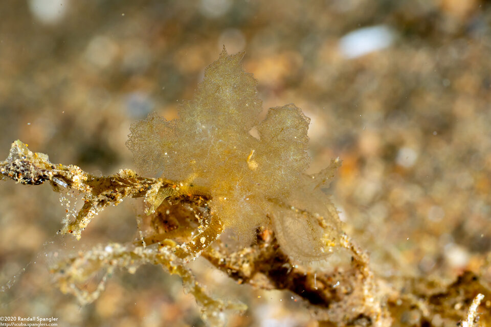 Melibe sp.1 (Melibe sp.1)