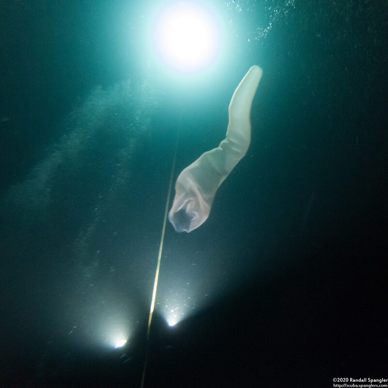 Pyrosoma atlanticum (Pyrosome); Giant pyrosome, 6' - 8' long
