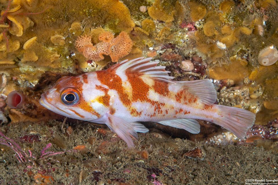 Sebastes caurinus (Copper Rockfish)