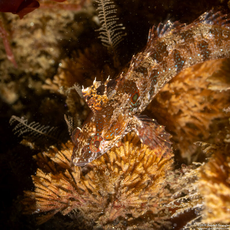 Gibbonsia elegans (Spotted Kelpfish)