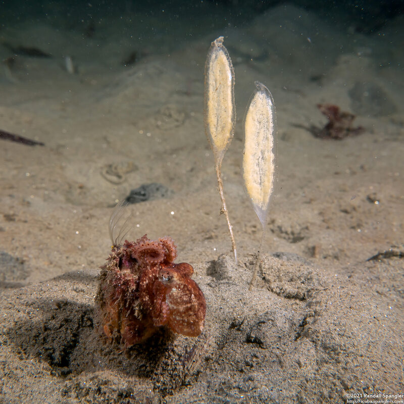 Megasurcula carpenteriana (Carpenter's Turrid); Eggs (and a red octopus)
