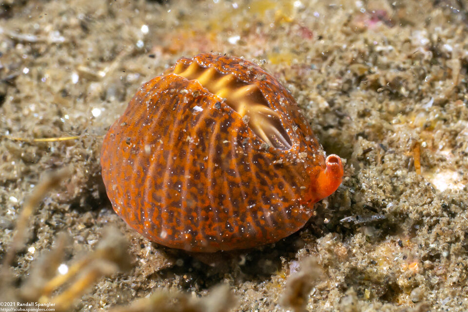 Pseudopusula californiana (Coffee Bean Cowry)