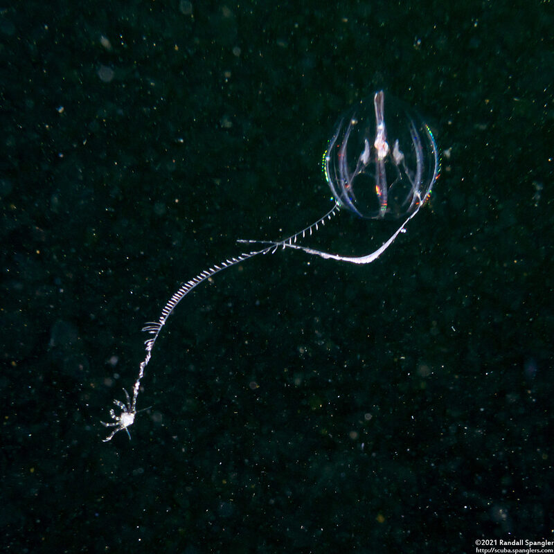 Pleurobrachia bachei (Sea Gooseberry); With a crab