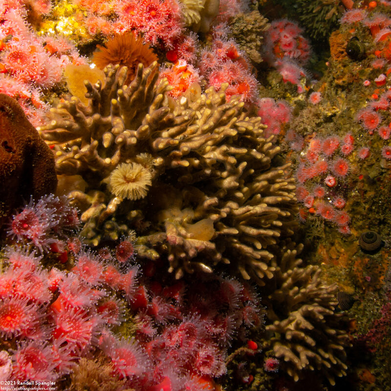 Celleporina sp.1 (Staghorn Bryozoan)