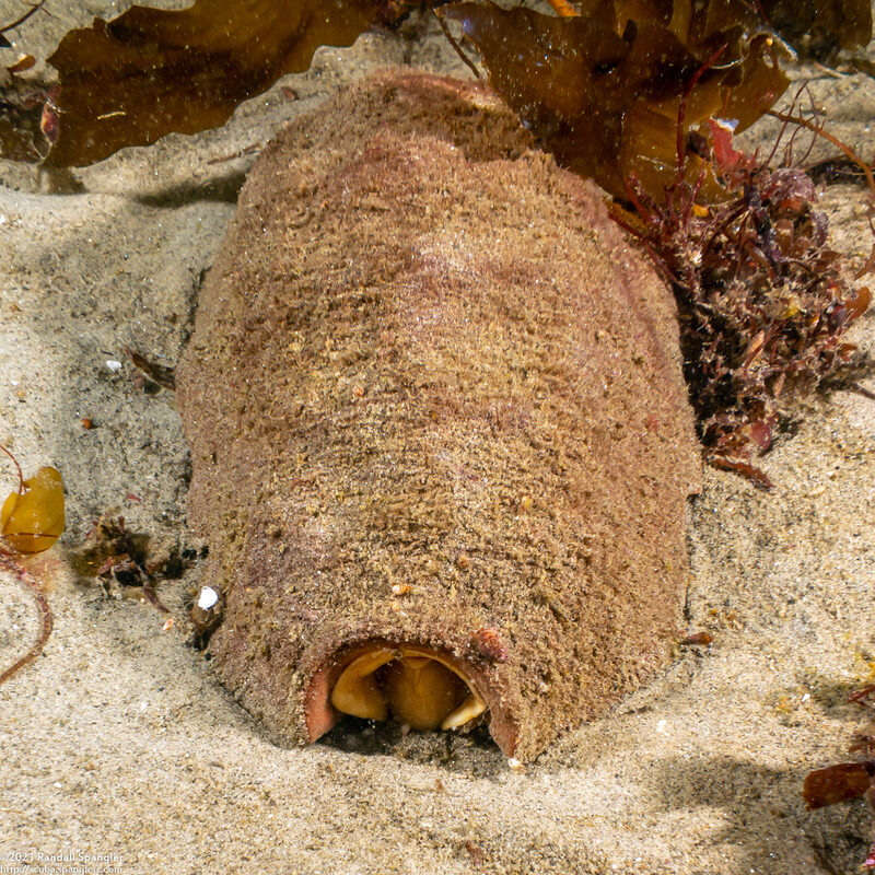 Cryptochiton stelleri (Gumboot Chiton); Rear end