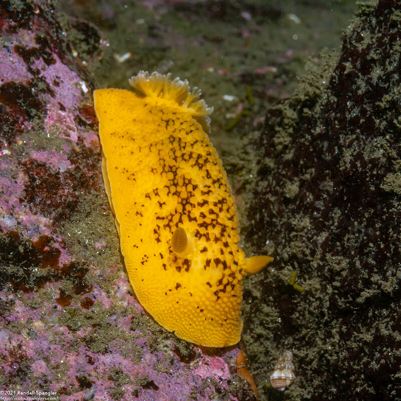 Peltodoris nobilis (Sea Lemon)