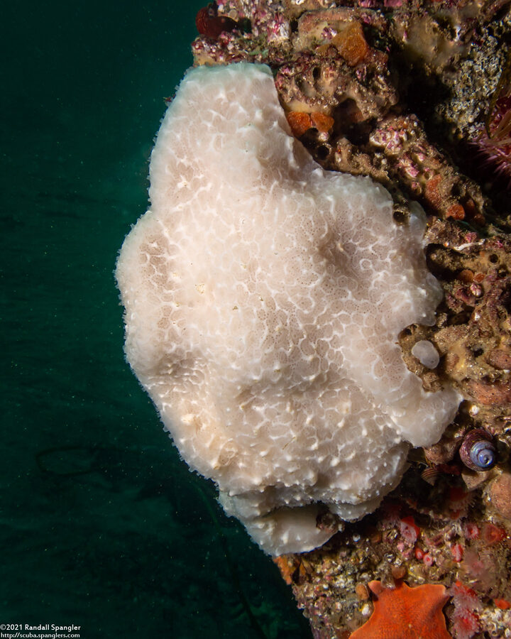 Aplidium californicum (Sea Pork)