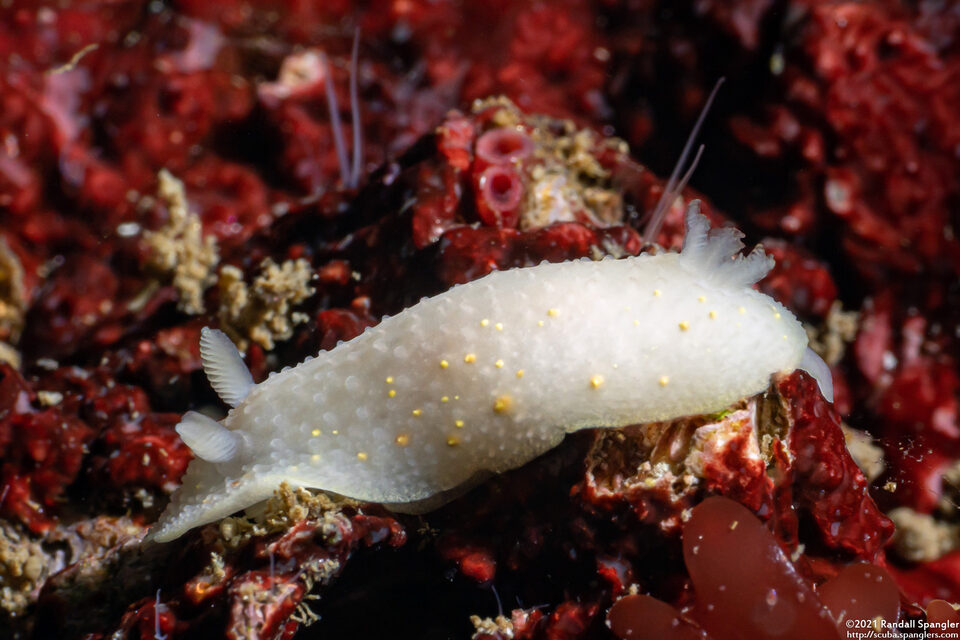 Cadlina modesta (Modest Cadlina)
