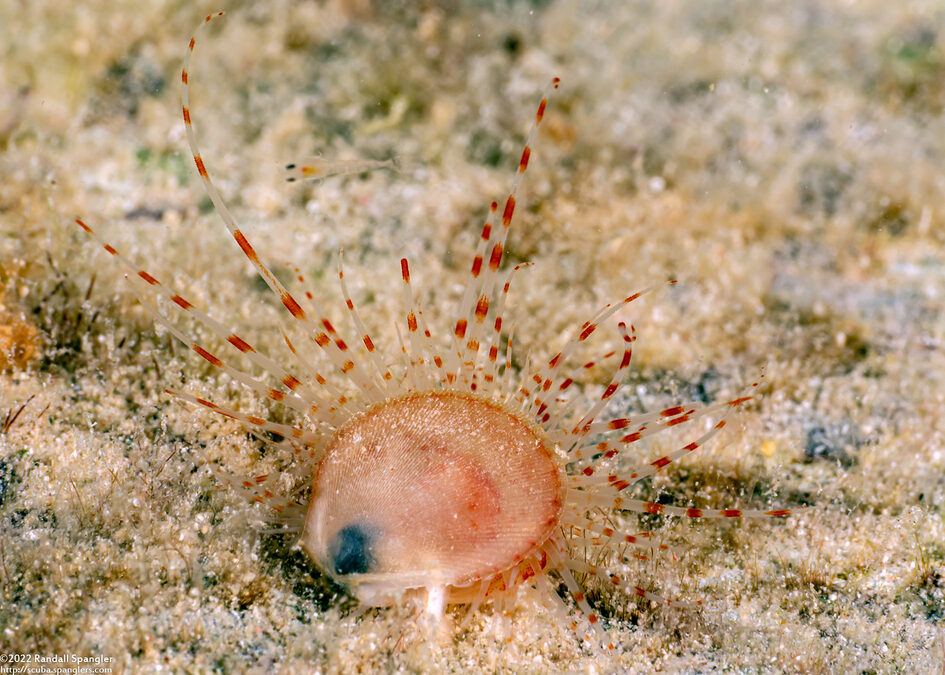 Limaria pellucida (Antillean Fileclam)
