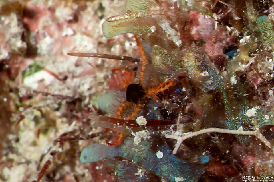Ophiomastix wendtii (Wendt's Brittle Star)
