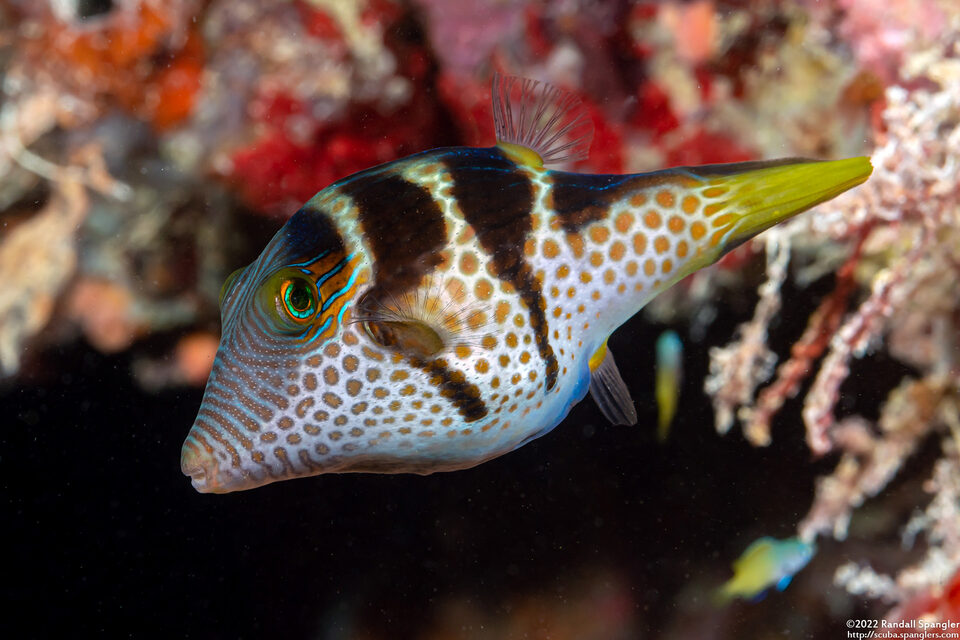 Canthigaster valentini (Black-Saddled Toby)