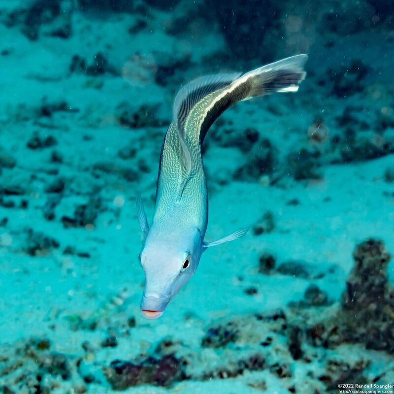 Malacanthus latovittatus (Blue Blanquillo)