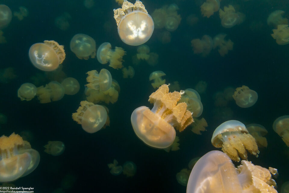 Mastigias papua etpisoni (Golden Jellyfish)