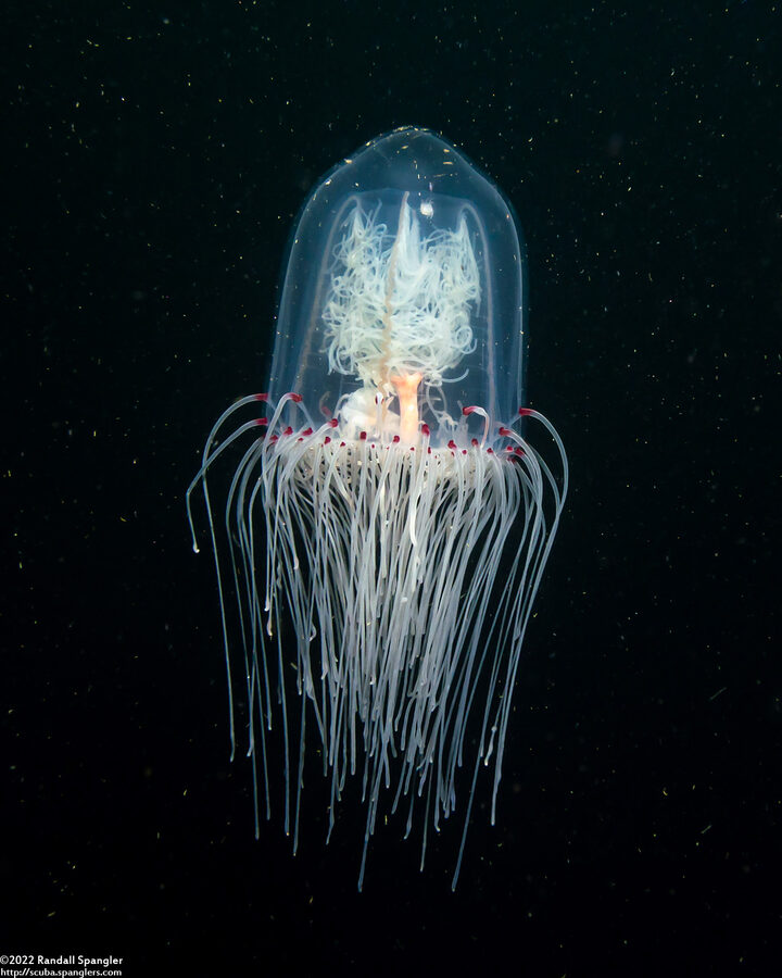 Scrippsia pacifica (Giant Bell Jelly)