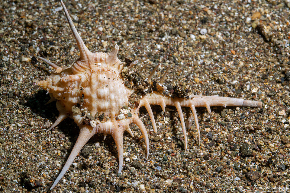 Murex tribulus (Caltrop Murex)