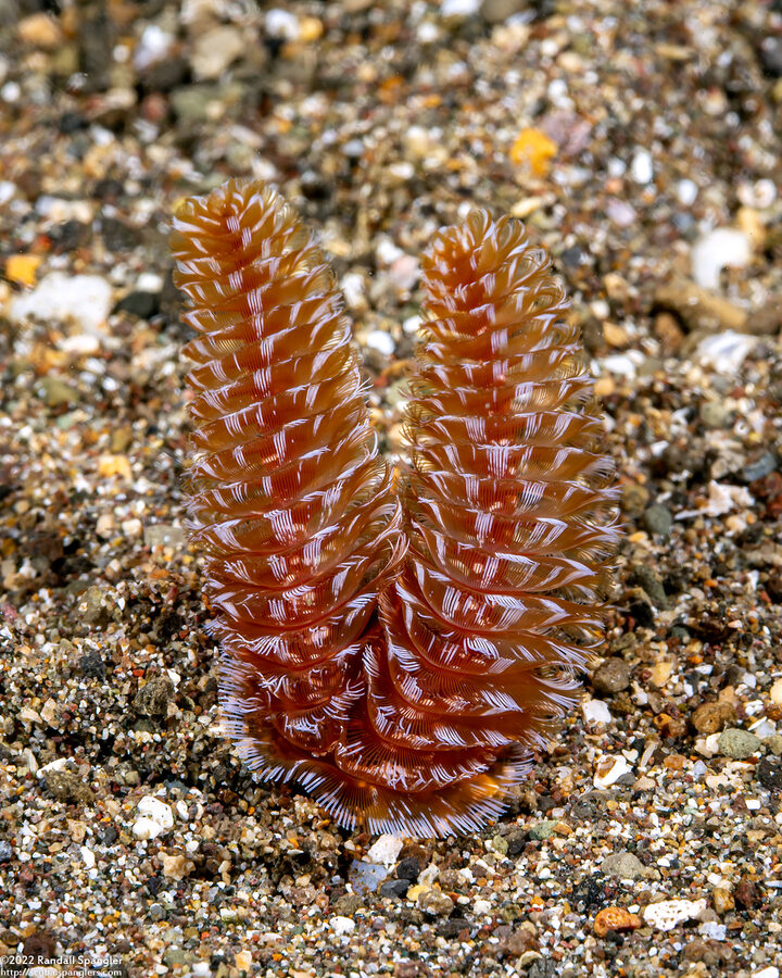 Phoronopsis harmeri (Harmer's Horseshoe Worm)