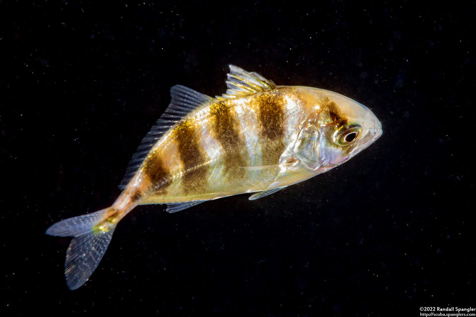 Family Carangidae (Juvenile Jack)