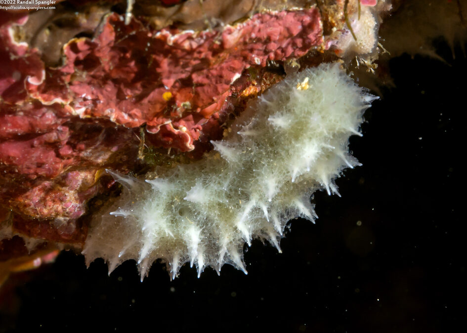 Callyspongia sp.1 (Callyspongia sp.1)